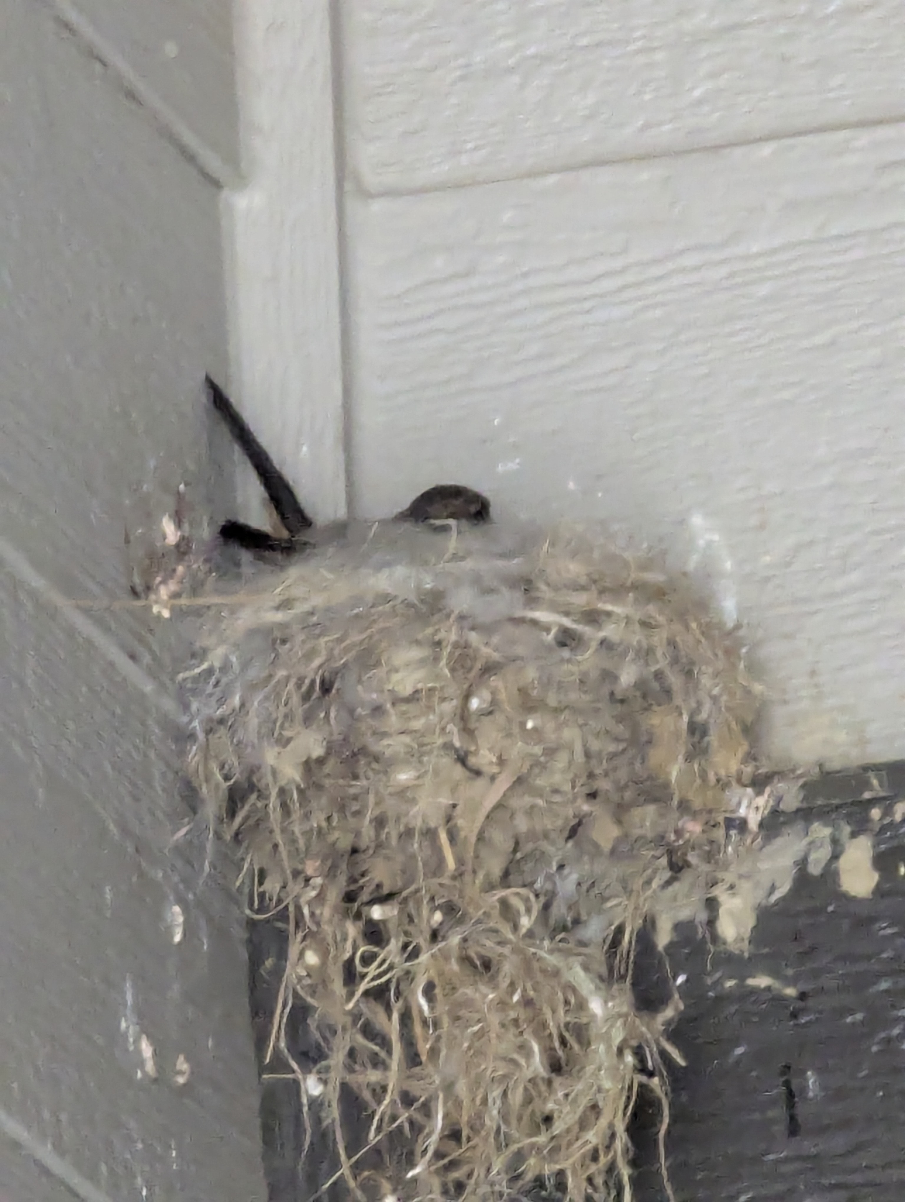 Say's Phoebe, Morrison, Colorado